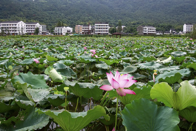 《美丽新农村——东岙村掠影》组照五