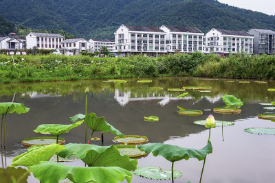 《美丽新农村——东岙村掠影》组照六