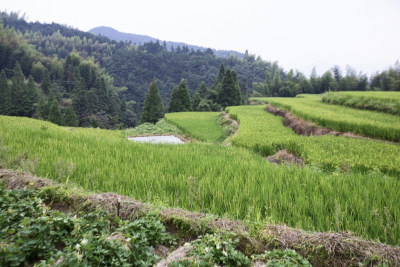 《田间稻花香》组照之三