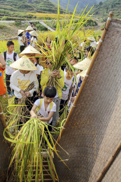 《泽雅尝新节掠影》组照之四