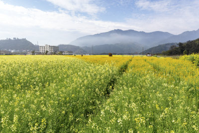 《马桥村彩色油菜花海》组照4