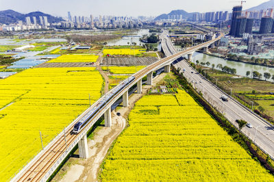 《花海中的城市轻轨》组照1