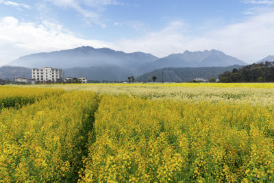 《马桥村彩色油菜花海》组照2