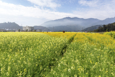 《马桥村彩色油菜花海》组照4