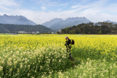 《马桥村彩色油菜花海》组照6