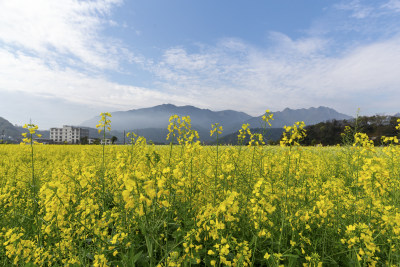 《马桥村彩色油菜花海》组照5