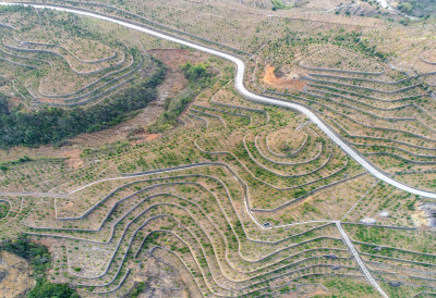 云岭山茶油基地风采组图5