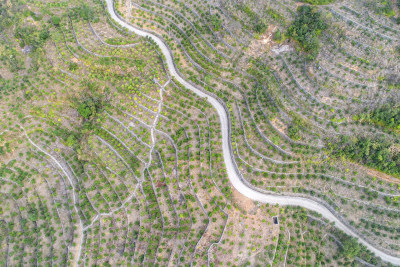 云岭山茶油基地风采组图6
