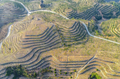 云岭山茶油基地风采组图3