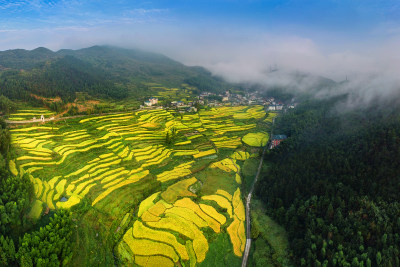 远眺金色布袋垟村风采组图1