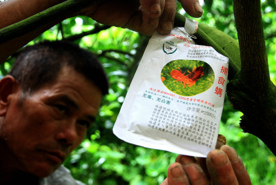 释放捕食螨防治红蜘蛛    摄于泽雅龙头