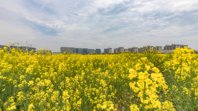 春意-2，油菜花