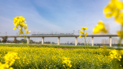 春意-3，油菜花与S1线列车