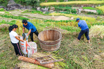 梯田水稻成熟收获季节