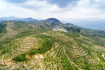 俯瞰九龙山万亩茶园