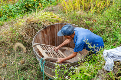 梯田水稻成熟收获季节