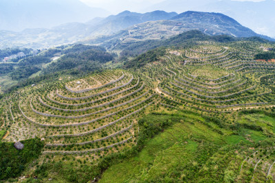 俯瞰九龙山万亩茶园