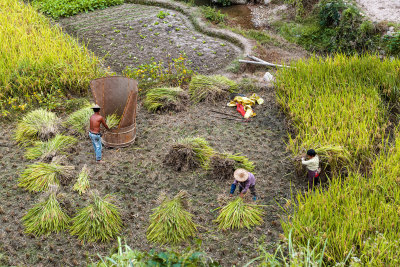 梯田水稻成熟收获季节