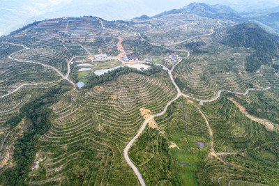 俯瞰九龙山万亩茶园