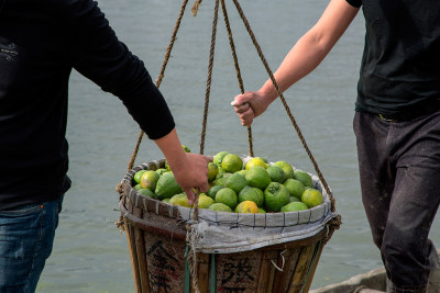 三垟湿地瓯柑采摘季节