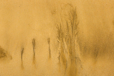 《沙滩精灵与海的沙画》组照之八