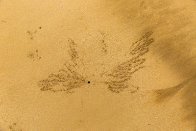 《沙滩精灵与海的沙画》组照之四