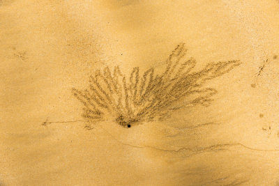 《沙滩精灵与海的沙画》组照之二