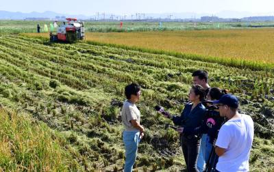 收割现场记者采访海水稻专家