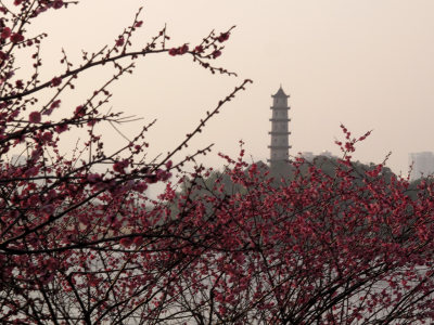 梅花盛开望江路