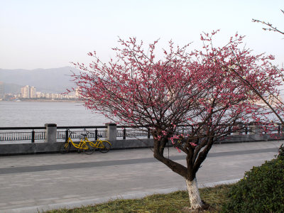 梅花盛开望江路