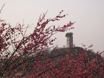 梅花盛开望江路