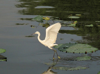 塘河水鸟