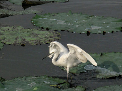 塘河水鸟
