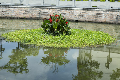 龙港中对口村的河道经过景观水体生态修复后，水质和景观都得到了很大的提升。