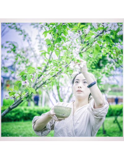 瓯江口樱花节组照二