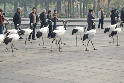 组照三