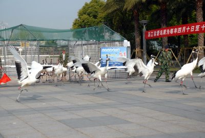 组照四