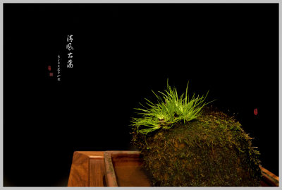 清逸俊秀，挺拔如碧