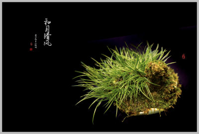 清逸俊秀，挺拔如碧