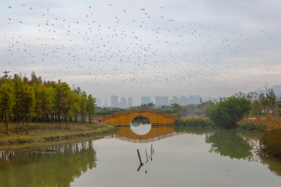 摄于2019.9于三垟湿地公园