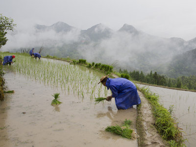 雨天插秧