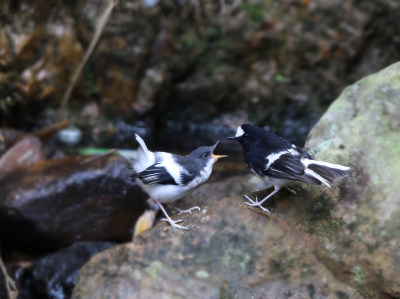 喂食