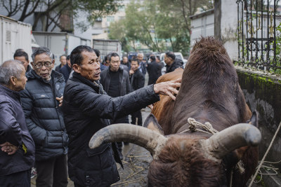 《瞿溪牛市掠影》组照3