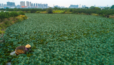 菱角熟采摘忙