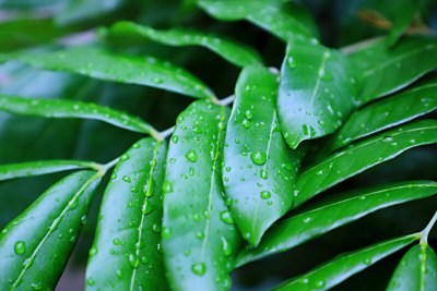 雨露