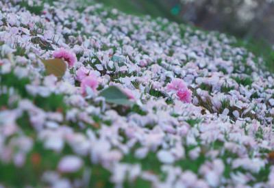 落樱不是无情物，化作春泥更护花