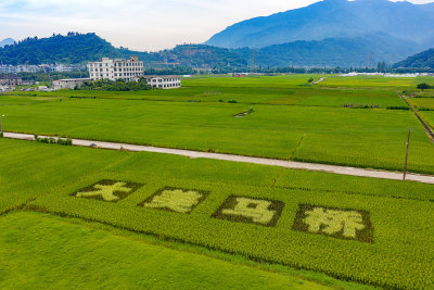马桥美丽田园