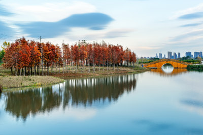 湿地红树林