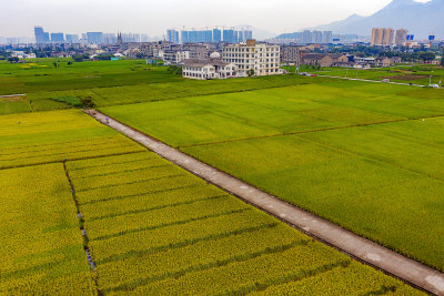 马桥美丽田园