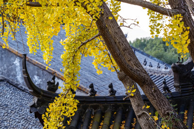 《秋意实际寺》组照7